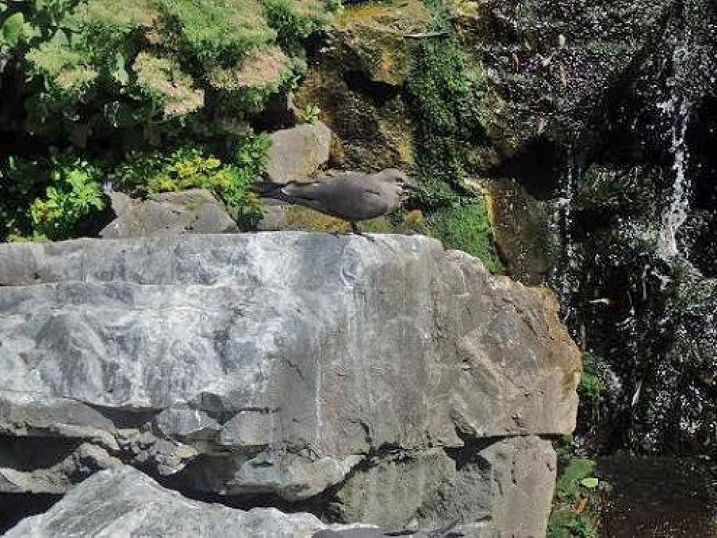 101PARC AUX OISEAUX DANS L AIN 2016 2_000033.jpg